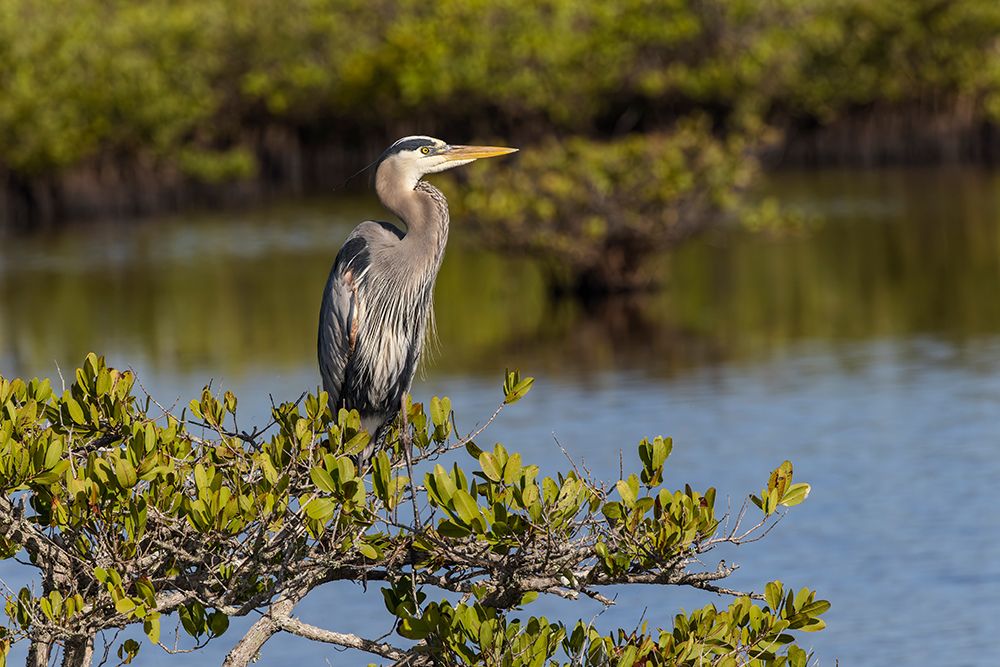 Great blue heron in red mangrove. Merritt Island National Wildlife Refuge, Florida art print by Adam Jones for $57.95 CAD