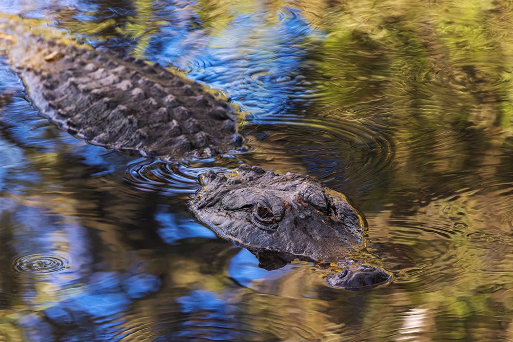 American alligator. Merritt Island National Wildlife Refuge, Florida art print by Adam Jones for $57.95 CAD