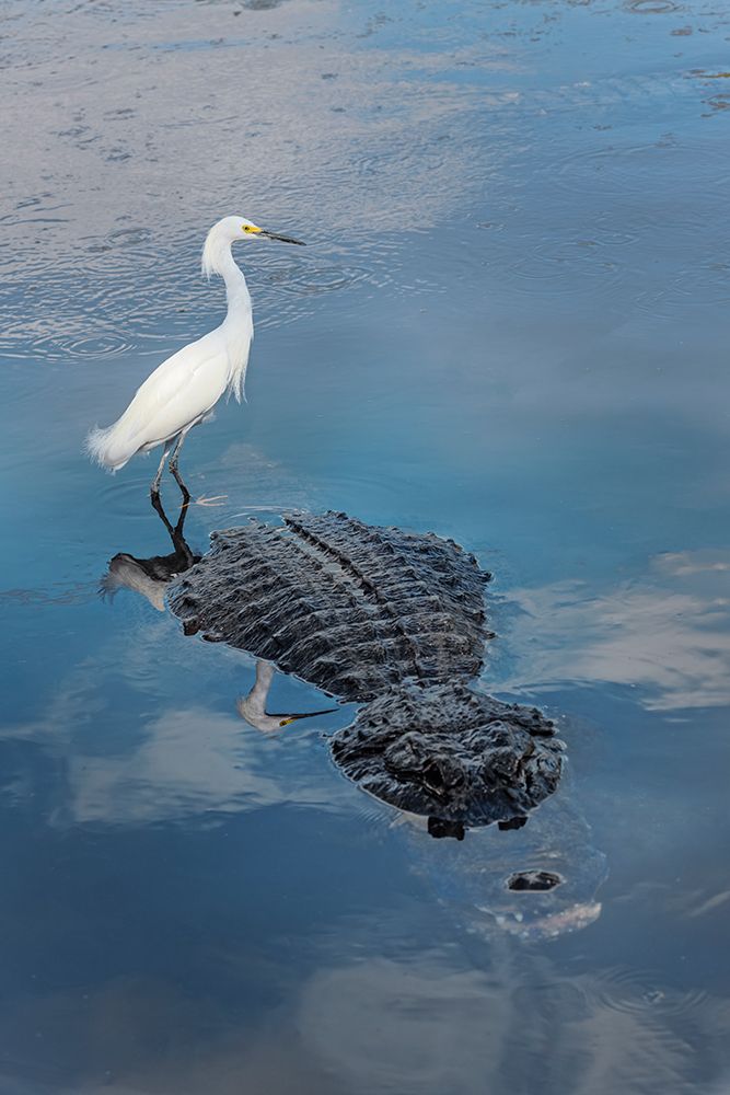 Snowy egret, riding on back of American alligator. Merritt Island National Wildlife Refuge, Florida art print by Adam Jones for $57.95 CAD