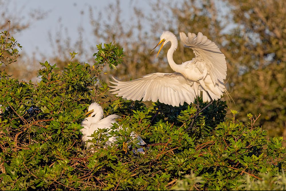 Great egret landing at nest site, Venice rookery, Venice, Florida art print by Adam Jones for $57.95 CAD