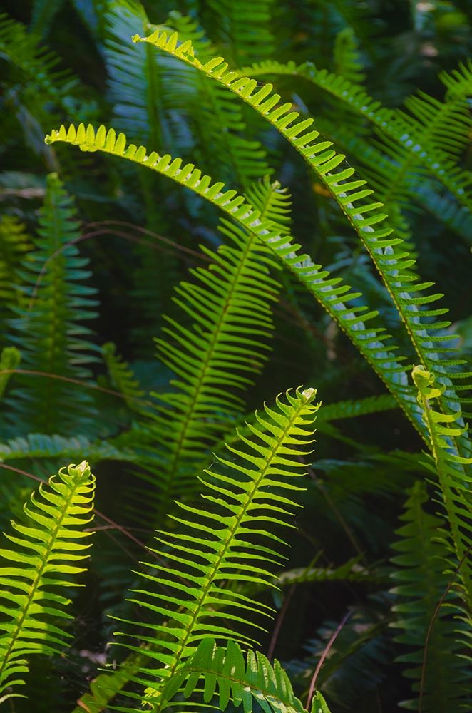 Florida-Ferns art print by Anna Miller for $57.95 CAD