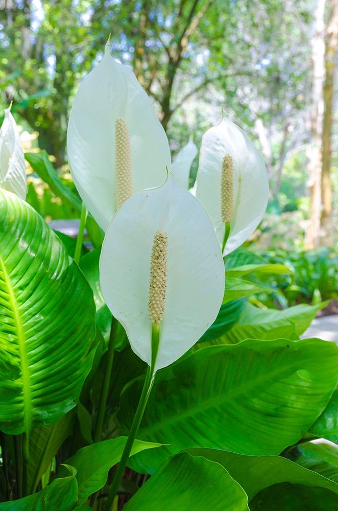 Florida- Peace Lily art print by Anna Miller for $57.95 CAD