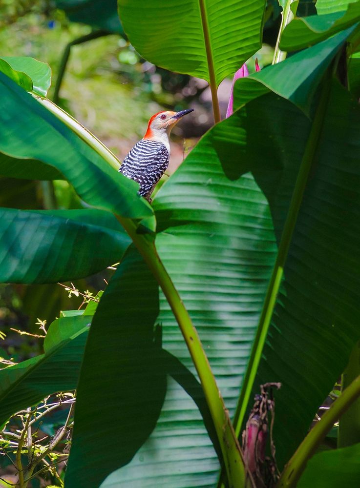 Florida- Woodpecker among Banana Leaves art print by Anna Miller for $57.95 CAD