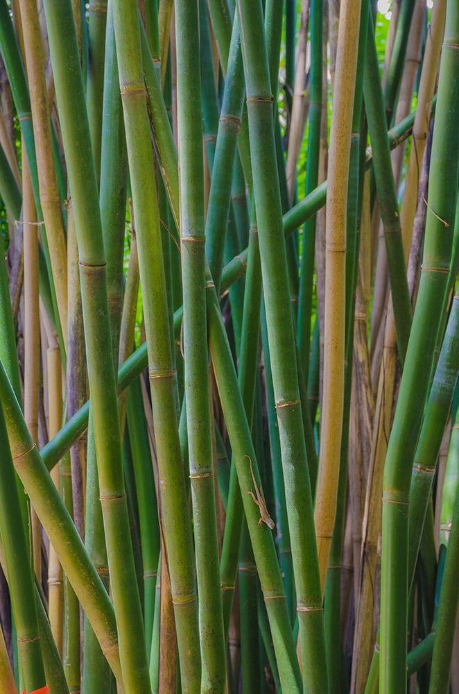 Florida-Bamboo Grove Trunks art print by Anna Miller for $57.95 CAD