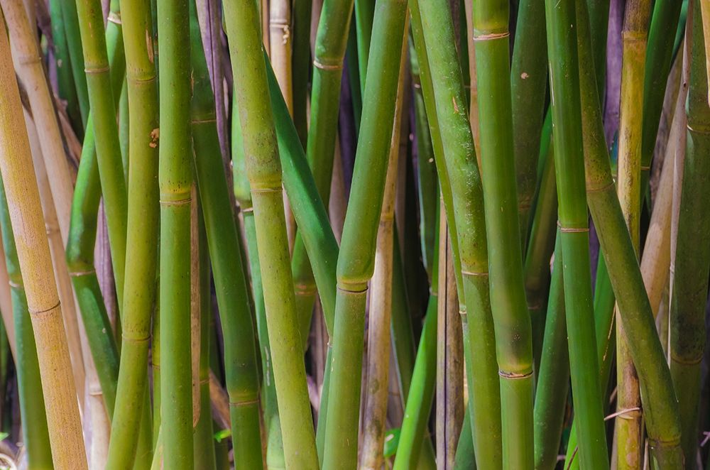 Florida-Bamboo Grove Trunks art print by Anna Miller for $57.95 CAD