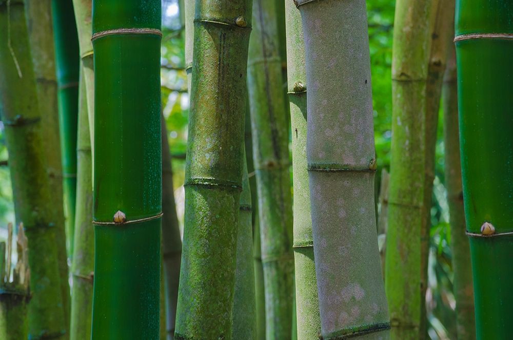 Florida-Bamboo Grove Trunks art print by Anna Miller for $57.95 CAD