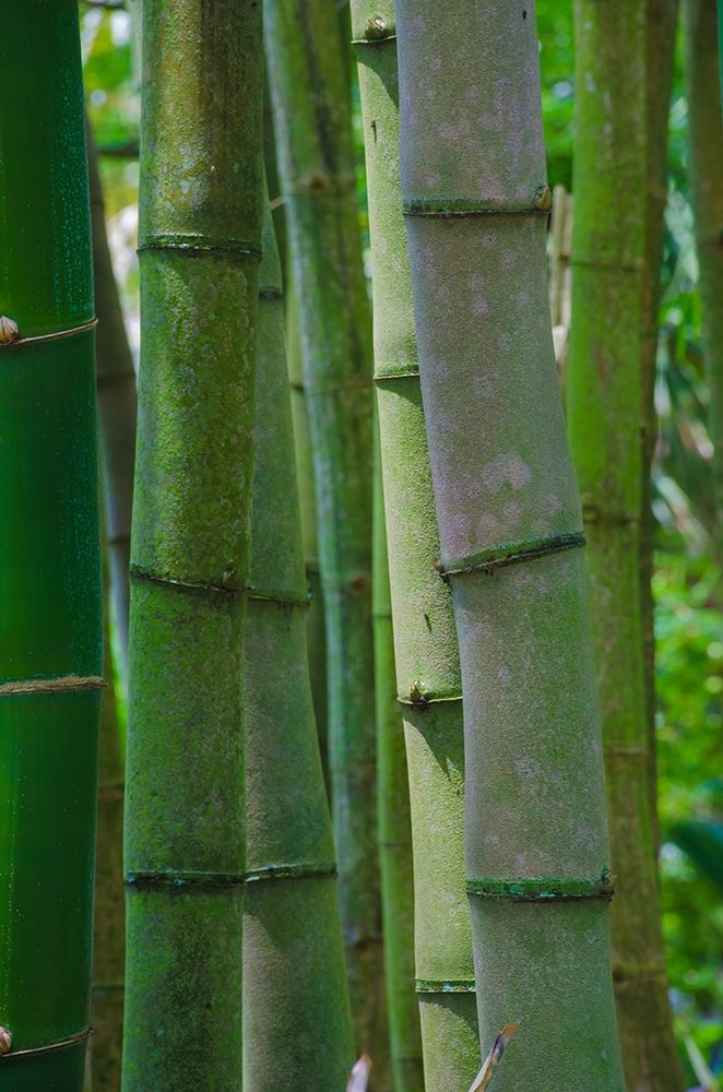 Florida-Bamboo Grove Trunks art print by Anna Miller for $57.95 CAD