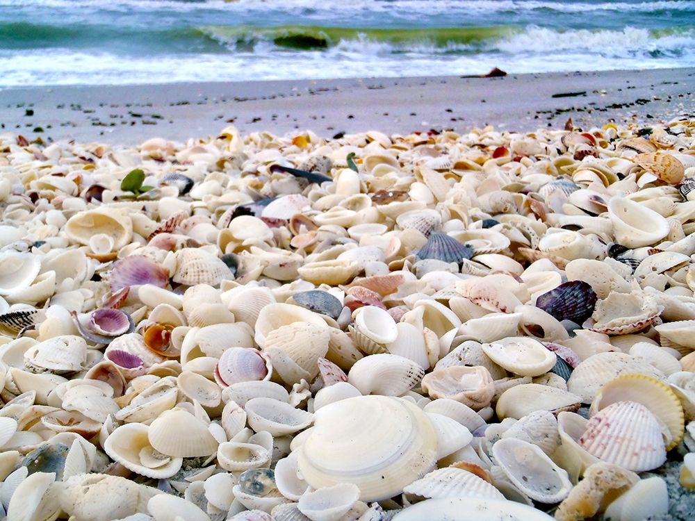 Bounty of Shells on Beaches of Sanibel Island-Florida-USA art print by Anna Miller for $57.95 CAD