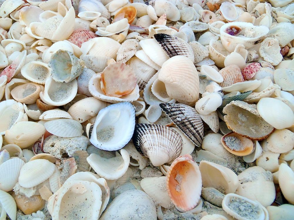 Bounty of Shells on Beaches of Sanibel Island-Florida-USA art print by Anna Miller for $57.95 CAD