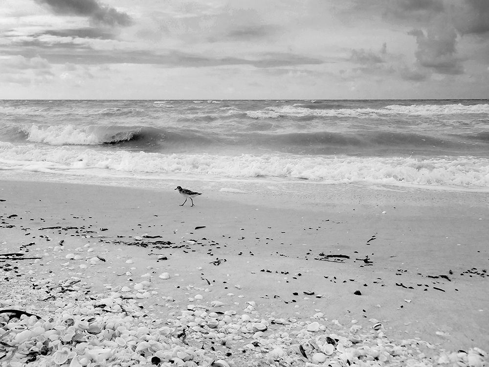 Black and white Beach-Sanibel Island-Florida-USA art print by Anna Miller for $57.95 CAD