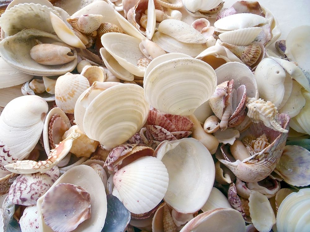 Shells Gathered on Beaches of Sanibel Island-Florida-USA art print by Anna Miller for $57.95 CAD