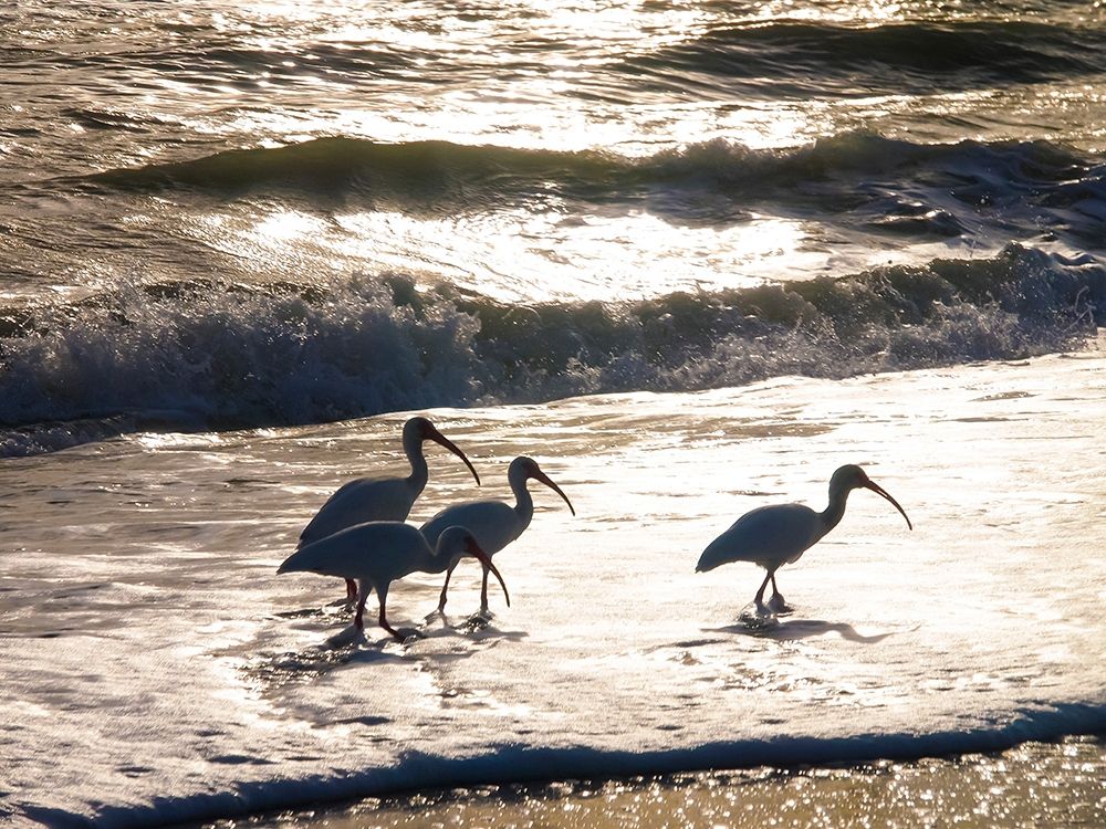Birds Wading in the Surf on Sanibel Island Beach-Florida-USA art print by Anna Miller for $57.95 CAD