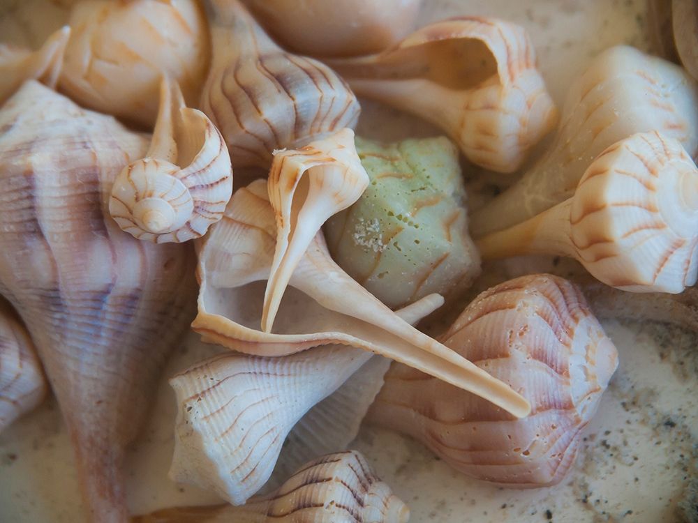 Shells Gathered on Beaches of Sanibel Island-Florida-USA art print by Anna Miller for $57.95 CAD