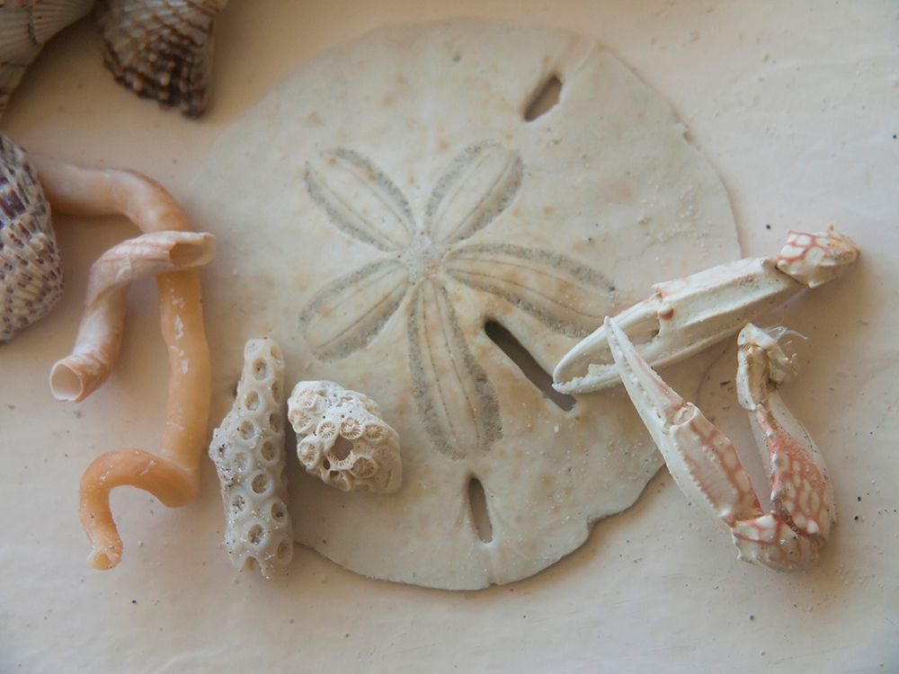Shells Gathered on Beaches of Sanibel Island-Florida-USA art print by Anna Miller for $57.95 CAD