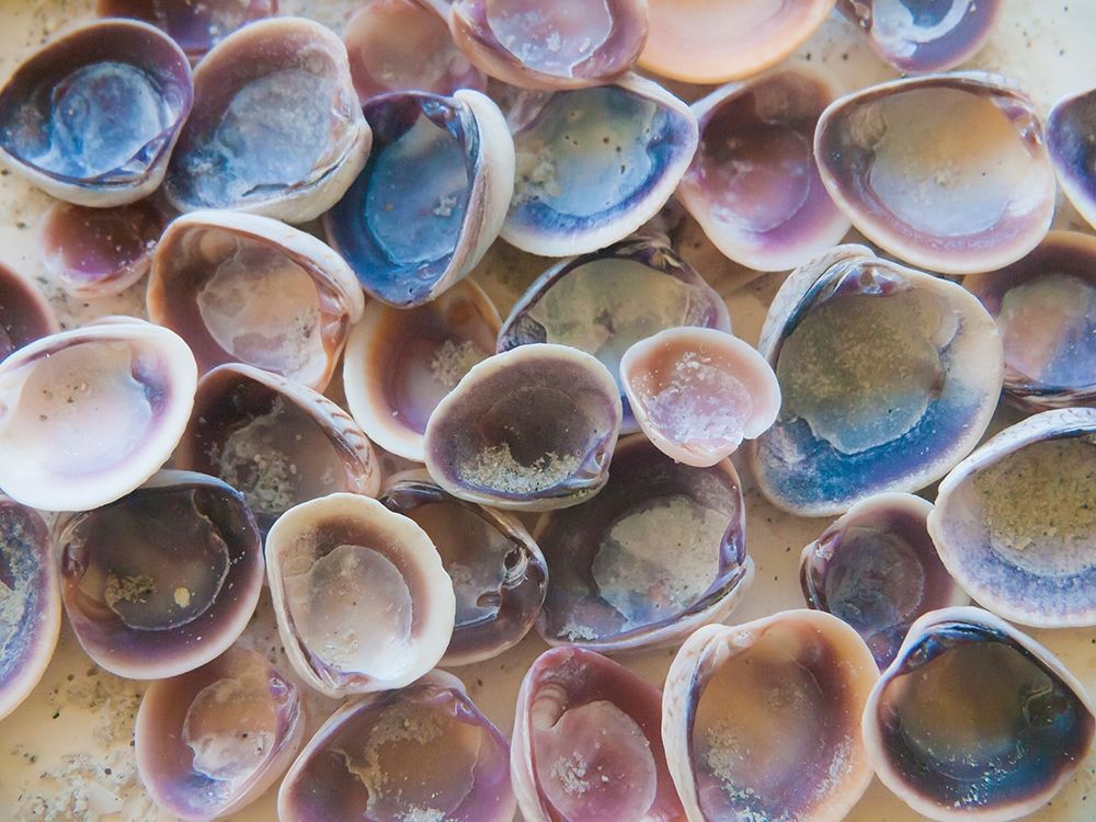 Shells Gathered on Beaches of Sanibel Island-Florida-USA art print by Anna Miller for $57.95 CAD