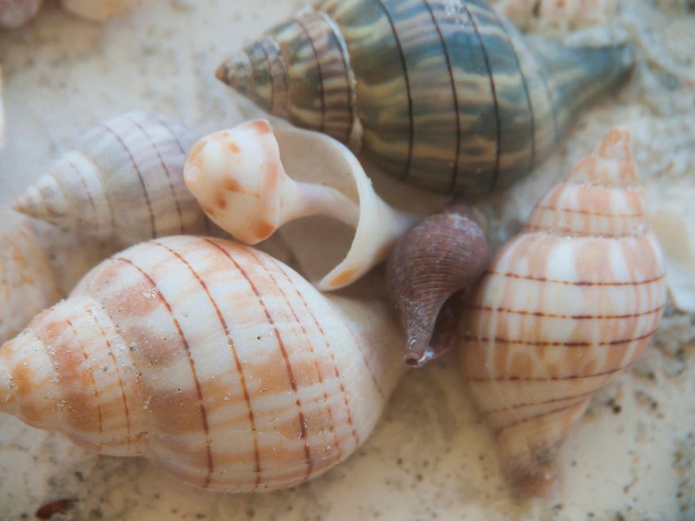 Shells Gathered on Beaches of Sanibel Island-Florida-USA art print by Anna Miller for $57.95 CAD