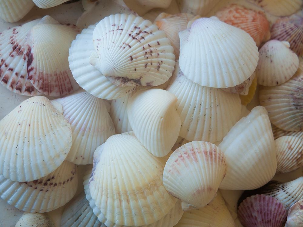 Shells Gathered on Beaches of Sanibel Island-Florida-USA art print by Anna Miller for $57.95 CAD