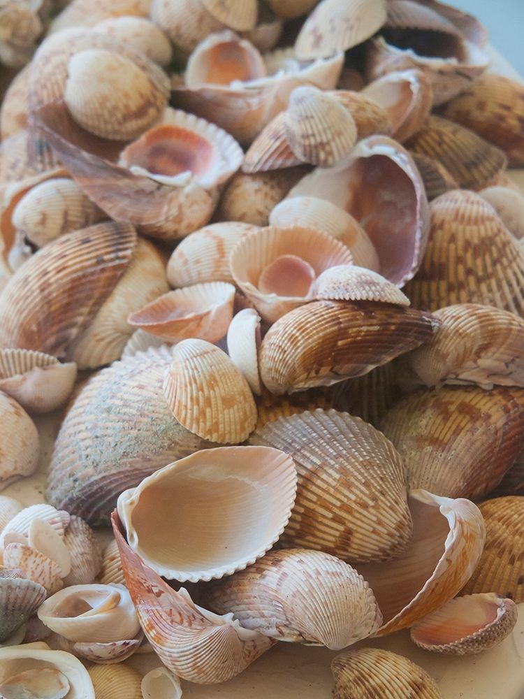 Shells Gathered on Beaches of Sanibel Island-Florida-USA art print by Anna Miller for $57.95 CAD