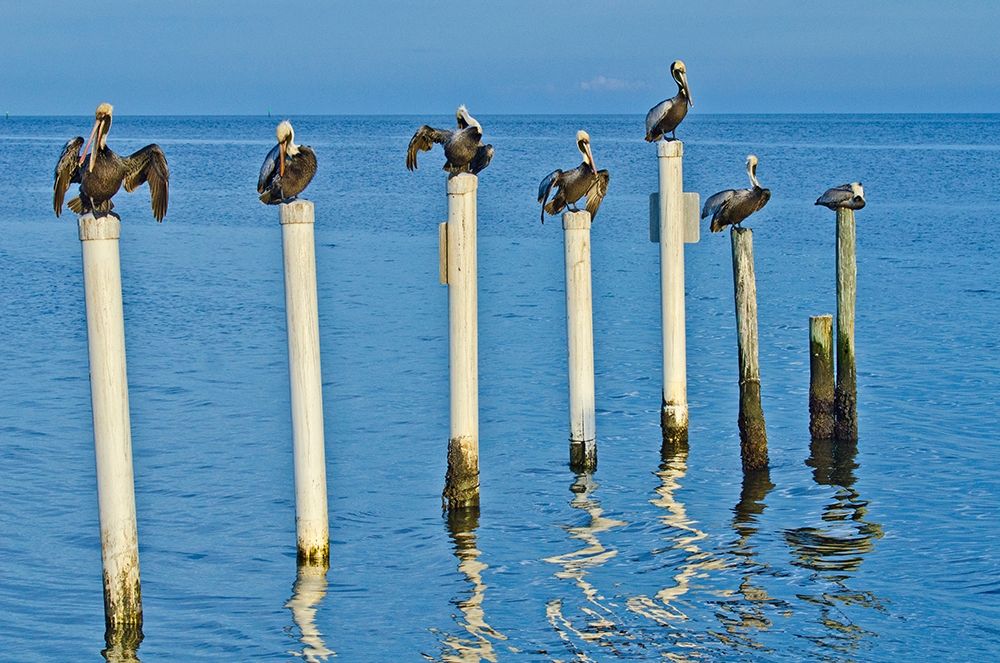 Florida-Cedar Key-Brown Pelicans Perched on Post art print by Bernard Friel for $57.95 CAD