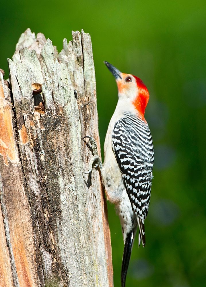 Florida-Immokalee-Midney Home-Red-bellied Woodpecker Feeding on Stump art print by Bernard Friel for $57.95 CAD