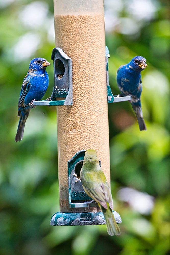 Florida-Immokalee-Midney Home-Indigo Bunting and female Painted Bunting on millet feeder art print by Bernard Friel for $57.95 CAD