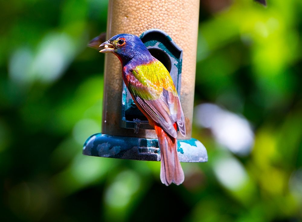 Florida-Immokalee-Midney Home-Painted Bunting art print by Bernard Friel for $57.95 CAD