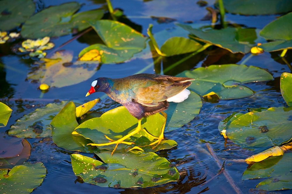 Florida-Sarasota-Celery Fields-Purple Gallinule art print by Bernard Friel for $57.95 CAD