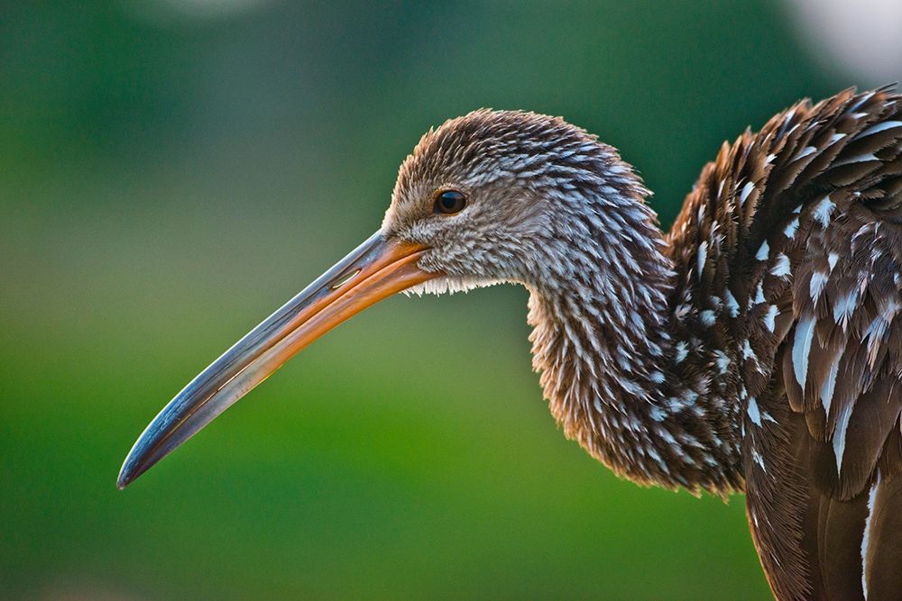 Florida-Sarasota-Celery Fields-Limpkin-on Boardwalk Railing art print by Bernard Friel for $57.95 CAD