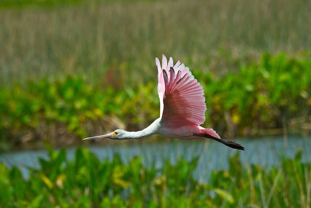 Florida-Sarasota-Celery Fields-Roseate Spoonbill-Flying art print by Bernard Friel for $57.95 CAD