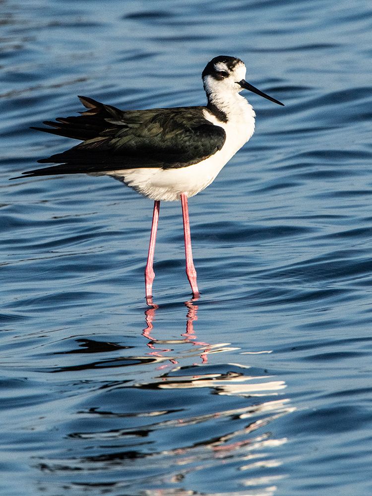 USA-Florida-Sarasota-Myakka River State Park-Black-necked Stilt art print by Bernard Friel for $57.95 CAD