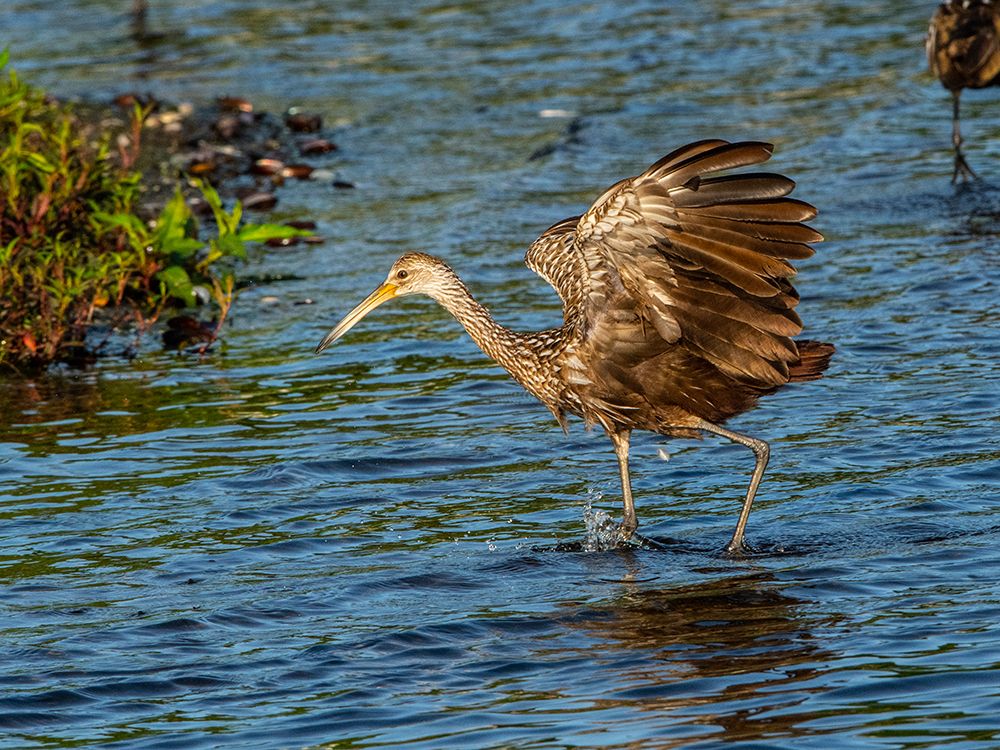 USA-Florida-Sarasota-Myakka River State Park-Wading Bird-Feeding-Limpkin art print by Bernard Friel for $57.95 CAD