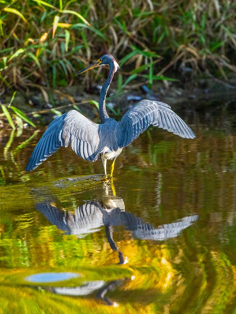 USA-Florida-Sarasota-Myakka River State Park-Tricolored Heron art print by Bernard Friel for $57.95 CAD