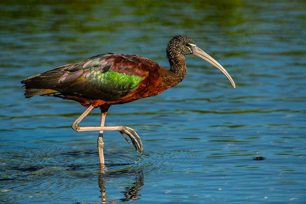 USA-Florida-Sarasota-Myakka River State Park-Glossy Ibis art print by Bernard Friel for $57.95 CAD
