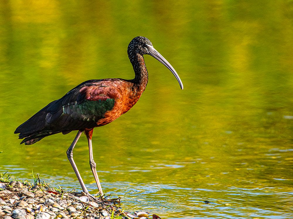 USA-Florida-Sarasota-Myakka River State Park-Glossy Ibis art print by Bernard Friel for $57.95 CAD