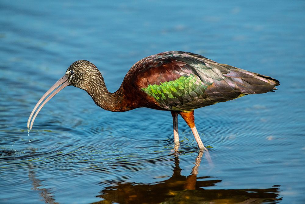 USA-Florida-Sarasota-Myakka River State Park-Glossy Ibis art print by Bernard Friel for $57.95 CAD