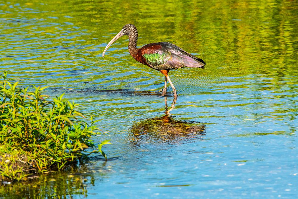 USA-Florida-Sarasota-Myakka River State Park-Wading Bird-Feeding-Glossy Ibis art print by Bernard Friel for $57.95 CAD
