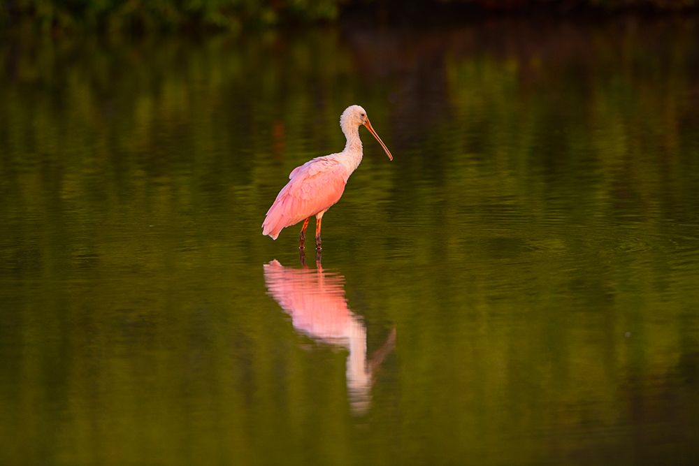 USA-Florida-Sarasota-Myakka River State Park-Wading Roseate Spoonbill art print by Bernard Friel for $57.95 CAD