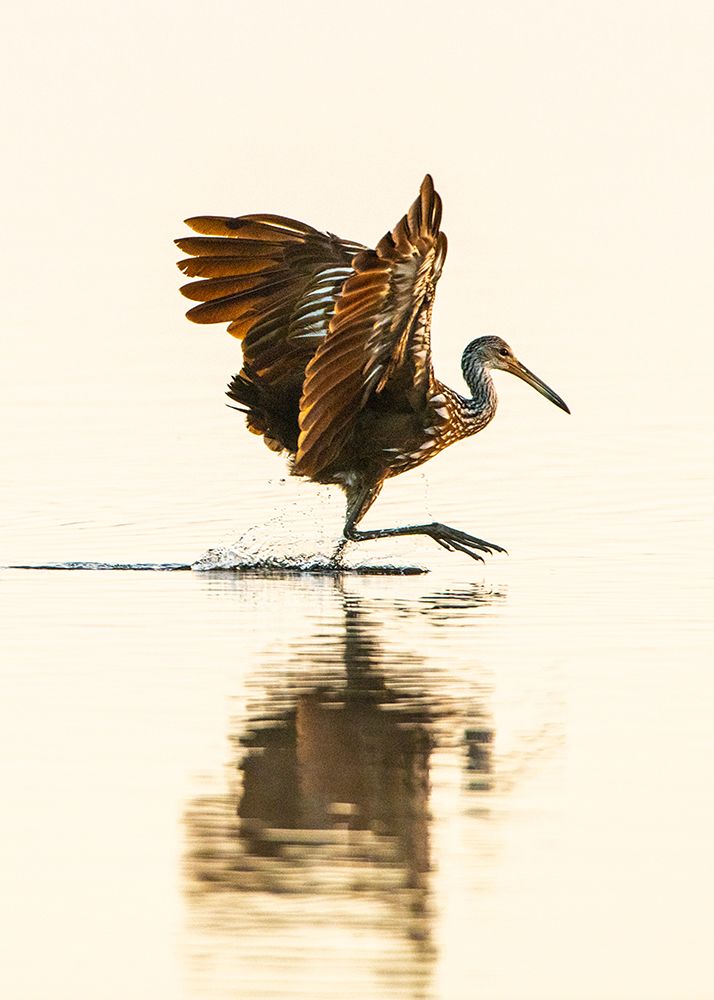 USA-Florida-Sarasota-Myakka River State Park-Wading Bird-Feeding-Limpkin art print by Bernard Friel for $57.95 CAD