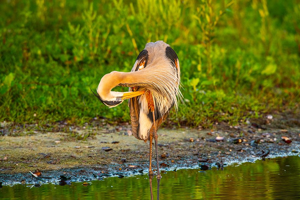 USA-Florida-Sarasota-Myakka River State Park-Preening Great Blue Heron art print by Bernard Friel for $57.95 CAD