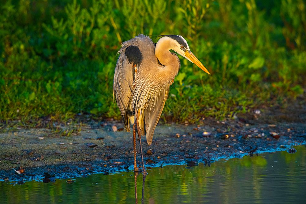 USA-Florida-Sarasota-Myakka River State Park-Great Blue Heron art print by Bernard Friel for $57.95 CAD