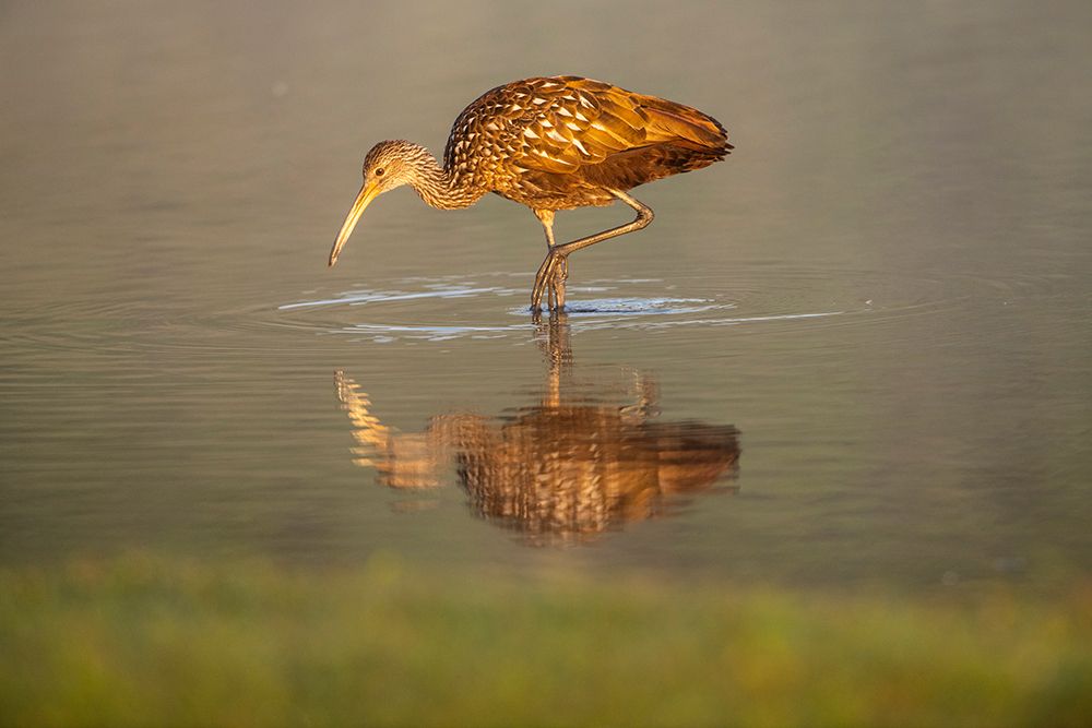 USA-Florida-Sarasota-Myakka River State Park-Wading Bird-Feeding-Limpkin-Isolated Reflection art print by Bernard Friel for $57.95 CAD