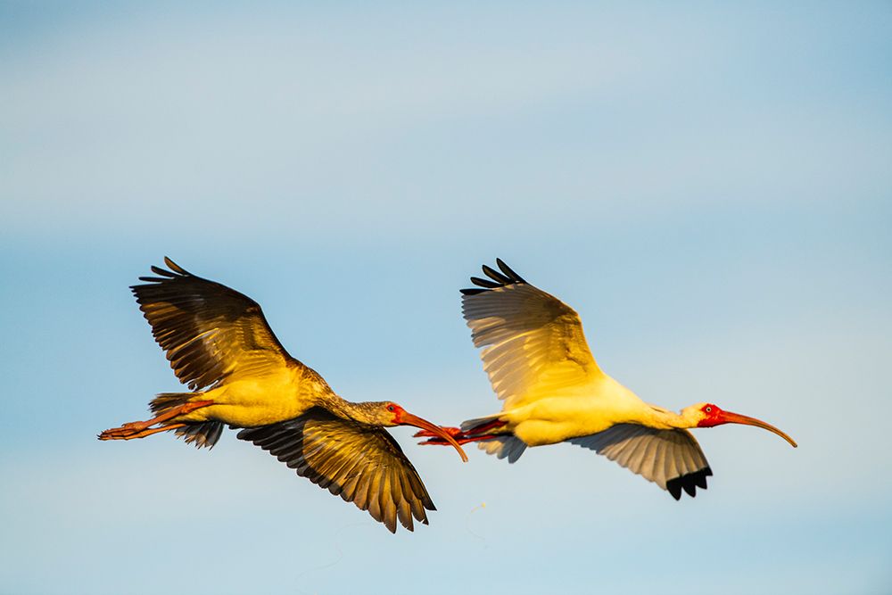 USA-Florida-Sarasota-Myakka River State Park-White Ibis flying art print by Bernard Friel for $57.95 CAD