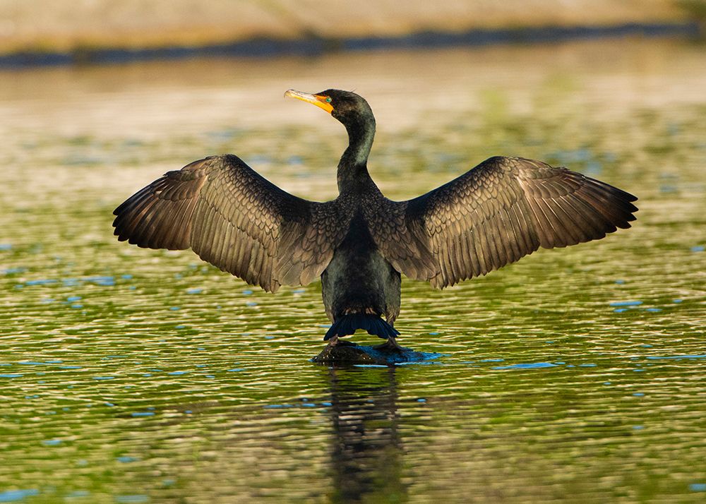 USA-Florida-Sarasota-Myakka River State Park-Double-crested Cormorant art print by Bernard Friel for $57.95 CAD