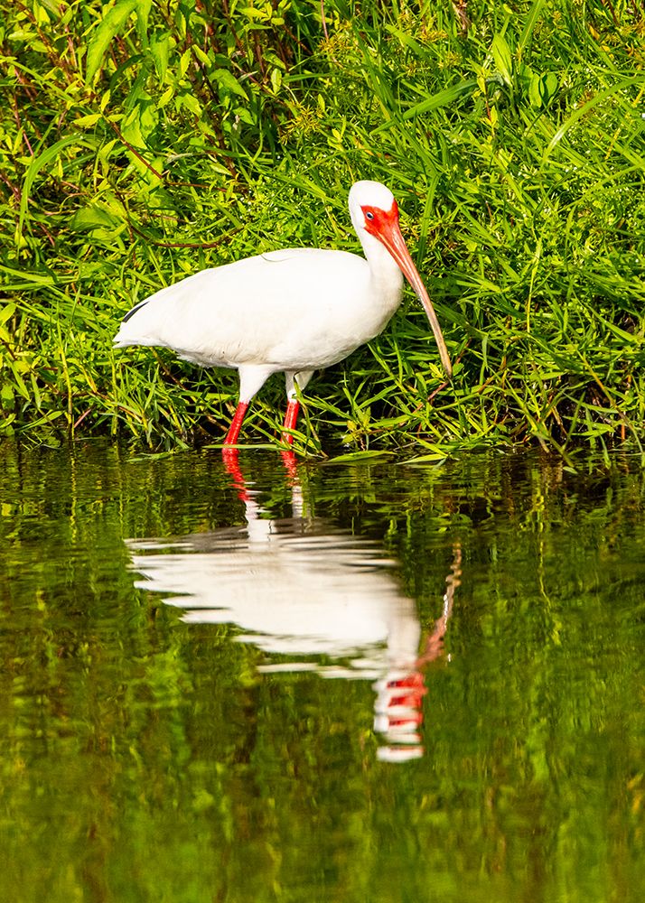 USA-Florida-Sarasota-Myakka River State Park-Wading Bird-Feeding-White Ibis art print by Bernard Friel for $57.95 CAD