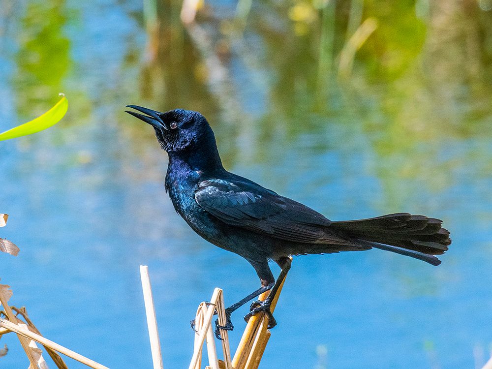USA-Florida-Sarasota-Boat-tailed Grackle art print by Bernard Friel for $57.95 CAD