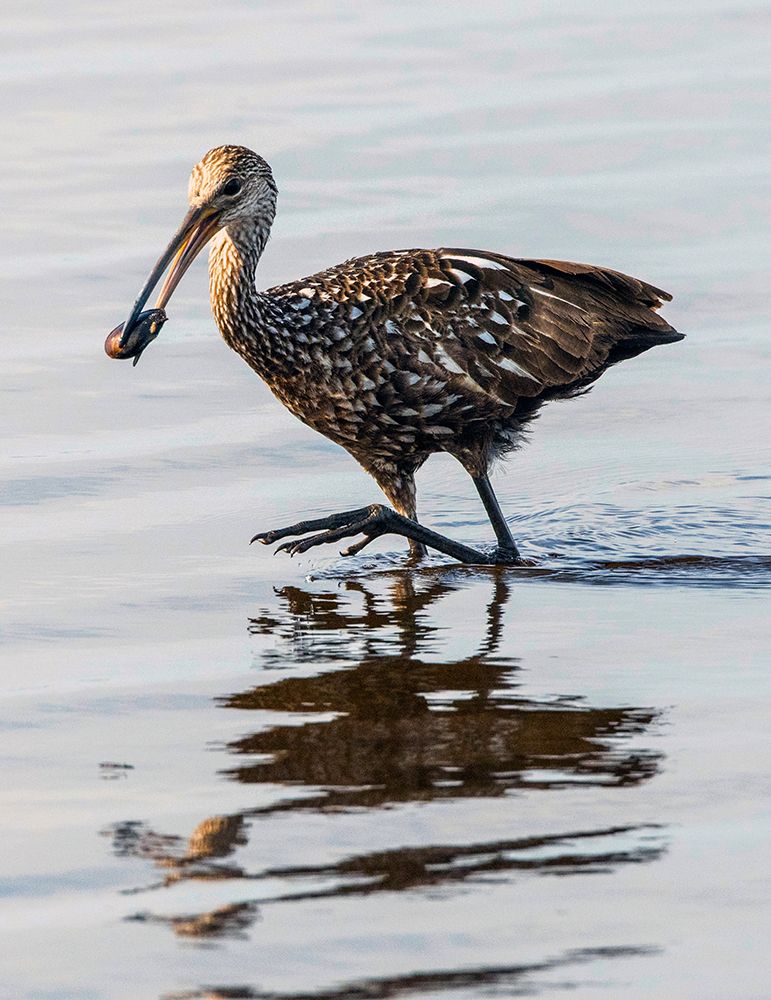 USA-Florida-Sarasota-Myakka River State Park-Limpkin Feeding on Apple Snail art print by Bernard Friel for $57.95 CAD
