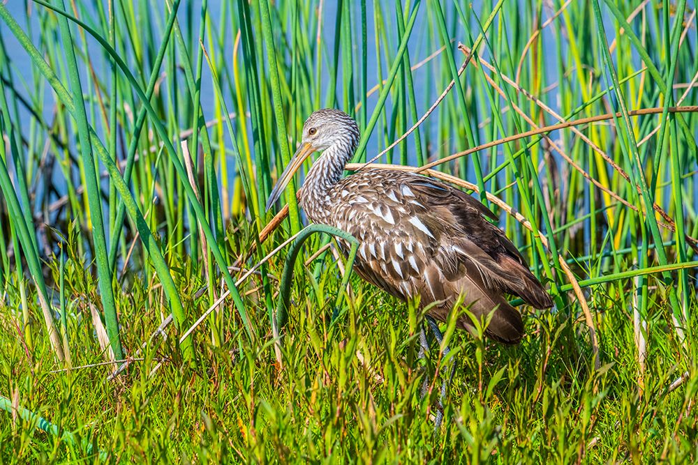 USA-Florida-Sarasota-Myakka River State Park-Limpkin art print by Bernard Friel for $57.95 CAD