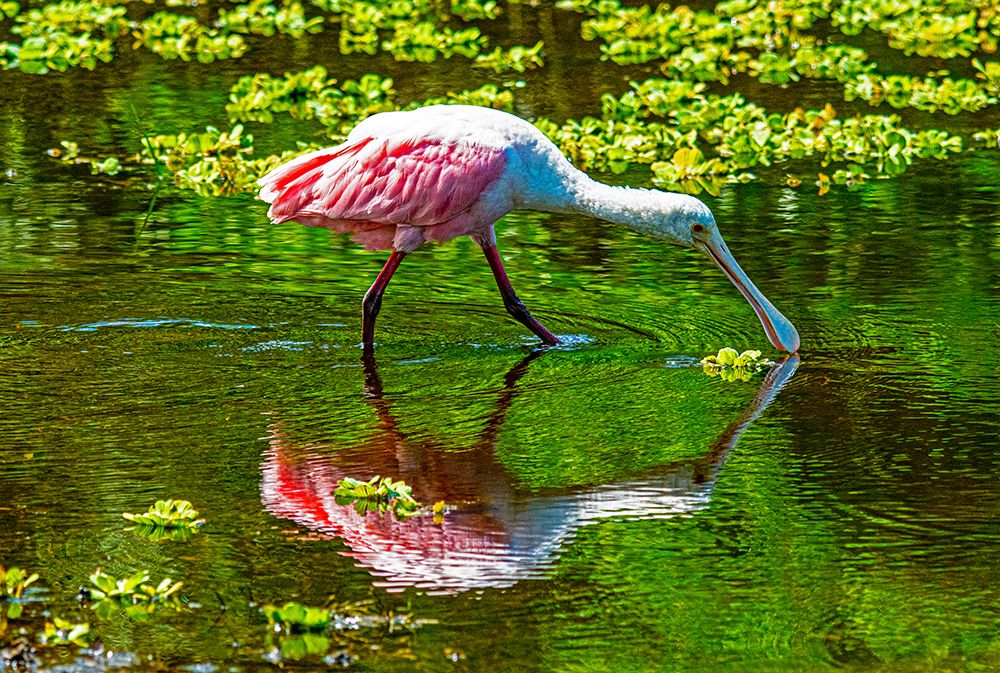 USA-Florida-Sarasota-Myakka River State Park-Feeding Roseate Spoonbill art print by Bernard Friel for $57.95 CAD