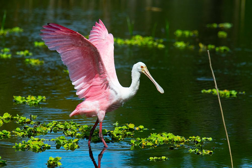USA-Florida-Sarasota-Myakka River State Park-Roseate Spoonbill Wings Raised art print by Bernard Friel for $57.95 CAD