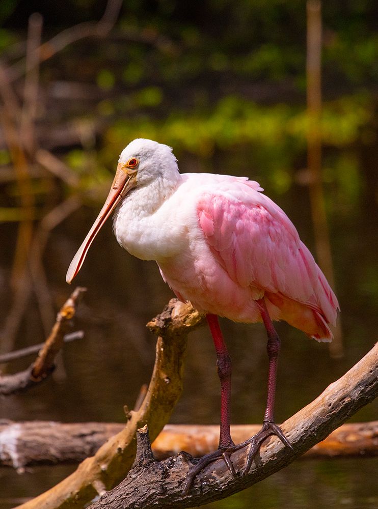 USA-Florida-Sarasota-Myakka River State Park-Perched Roseate Spoonbill art print by Bernard Friel for $57.95 CAD